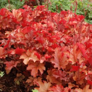 Heuchera 'Paprika' (Heuchera)