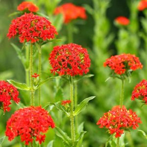Lychnis chalcedonica ´Red´ (Kukučka).