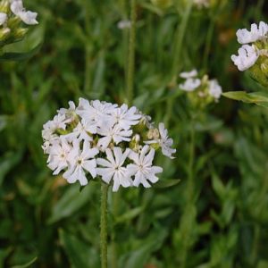 Lychnis chalcedonica ´Rauhreif´ (Kukučka)  - posledné 2ks.