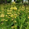 Phlomis russeliana (Sápa)