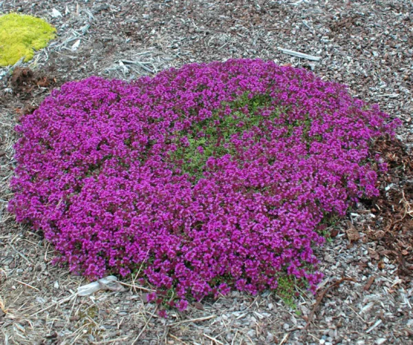 Thymus praecox ´Creeping red´ (Dúška včasná) ° - Image 2