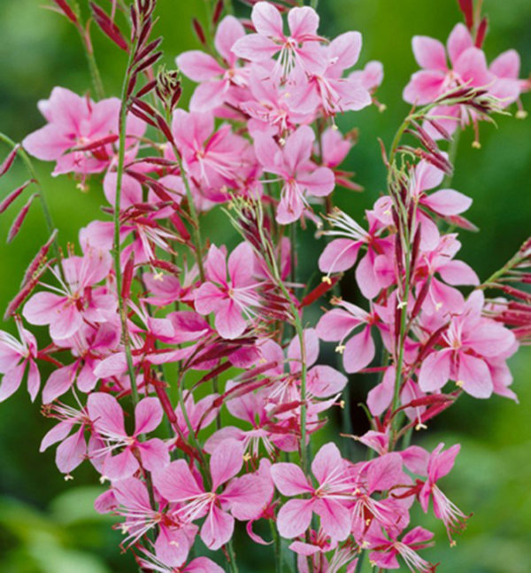 Gaura lindheimeri ´Siskiyou Pink´ (Gaura)