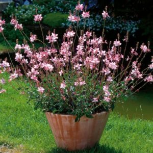 Gaura lind. ´Rosy Jane´ (Gaura) .