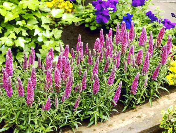 Veronica spicata ´Heidekind´