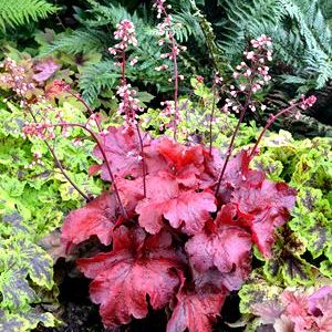 Heuchera ´Fire Chief´ (Heuchera)