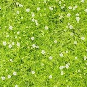 Sagina subulata ´Lime Moss´ (Machovnička)