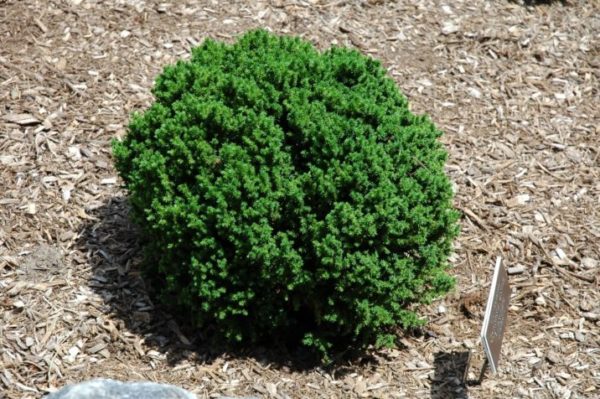 Cryptomeria jap. 'Vilmoriniana' (Kryptoméria japonská)