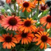 Echinacea ´Orange Skipper´ (Echinacea) /