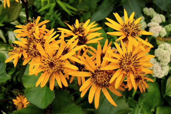 Ligularia dentata ´Othello´ (Jazyčník veľkoúborový). - Image 2