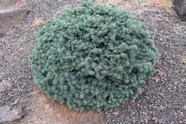 Picea pungens 'Waldbrunn'