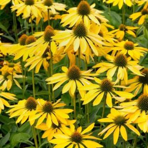 Echinacea ´Fountain Yellow´ (Echinacea)
