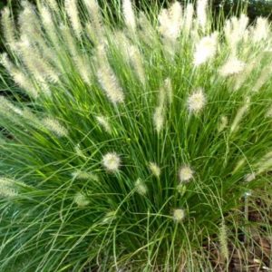 Pennisetum alopecuroides ´Hameln´ (Perovec)