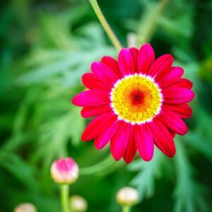 Tanacetum coccineum ´Robinson Red´ (Margarétka) .