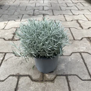 Helichrysum angustifolium ´Kari´ (Kari).