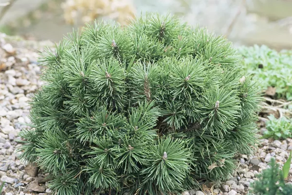 Pinus mugo 'Mops'