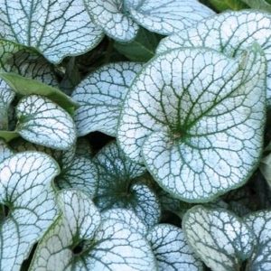 Brunnera macrophylla ´Alexander´s Great´ (Brunera)