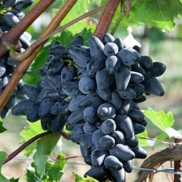 Vitis vinifera 'Souvenir' - modré(Vinič stolový  'Souvenir' - modré)***