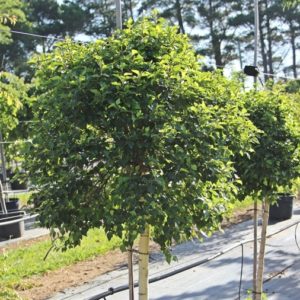 Betula pubescens (Breza plstnatá)
