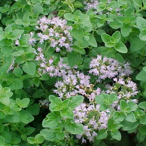 Origanum vulgare ´Vitara® Green´.
