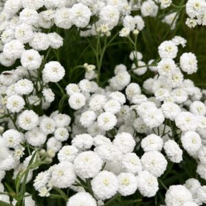 Achillea ptarmica ´The Pearl´ (Rebríček bertrámový)