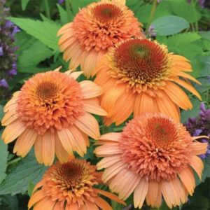 Echinacea ´Supreme Cantaloupe´ (Echinacea)