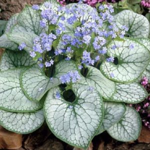 Brunnera macrophylla ´Silver Heart´ (Brunnera veľkolistá)-posledné 2ks