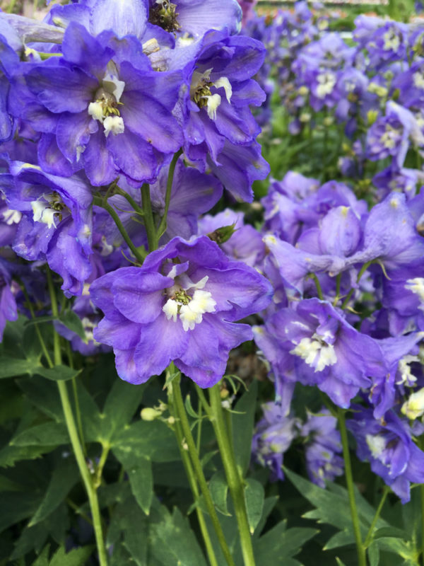 Delphinium cultorum ´Dignity Blue Shades´ (Stračonôžka).