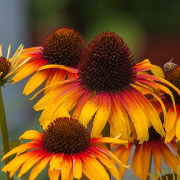Echinacea ´Parrot´ (Echinacea)--