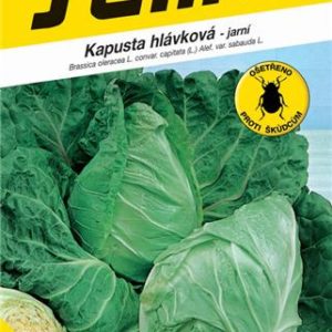 Kapusta - PREDZVESŤ.
