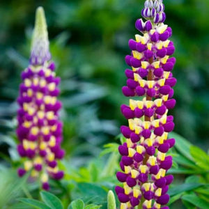 Lupinus ´Manhattan Lights´ (Lupina).