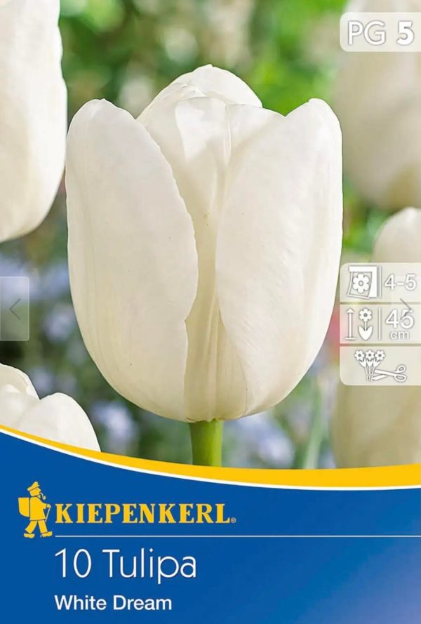 Tulipa ´White Dream´