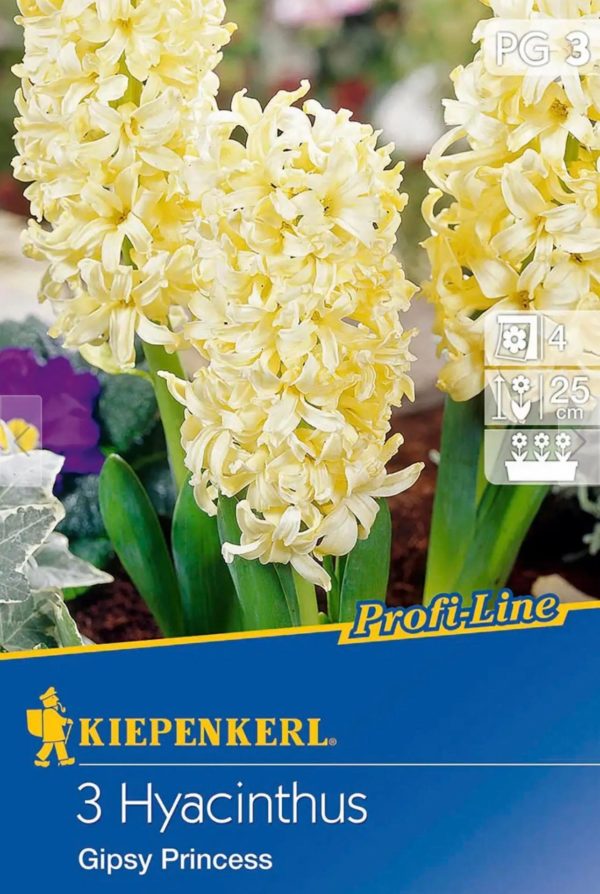 Hyacinthus ´Gipsy Princess´ (Hyacint) - 1 balenie skladom