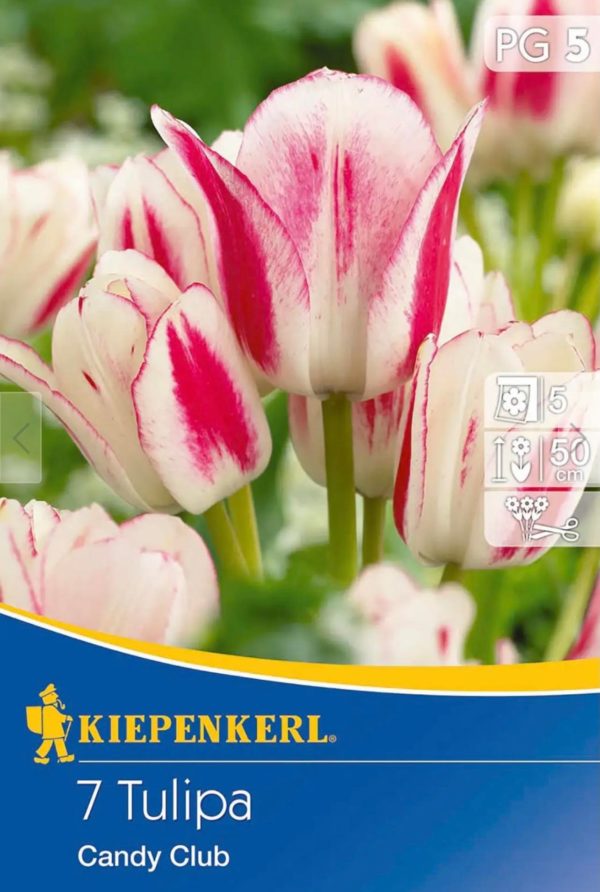 Tulipa ´Candy Club´