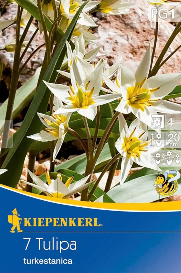 Tulipa turkestanica (Tulipán) - 2 balenia skladom