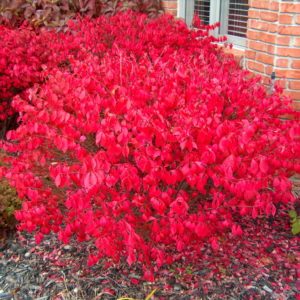Euonymus alatus ´Compactus´ (Bršlen krídlatý) ´