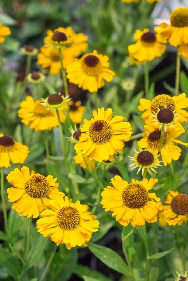 Helenium ´Carmen´ (Helénium)