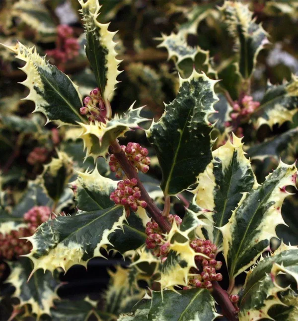 Ilex aquif. ´Ferox Argentea´(Cesmína ostrolistá) ´