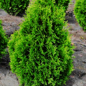 Thuja occ. ´Holmstrup´ (Tuja západná) ´