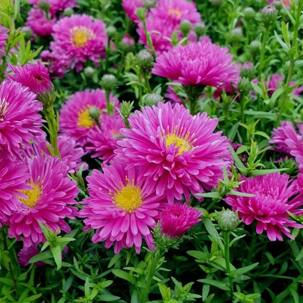 1Aster ´Rubin´ (Astra)