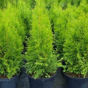 Thuja occ. ´Smaragd´ (Tuja západná)