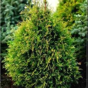 Thuja occ. ´Stolwijk´ (Tuja západná) ´