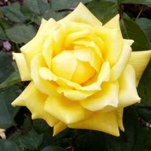Rosa ´Landora´(Ruža ´Landora´stromková)
