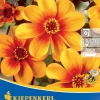 Dahlia ´Sunshine´ (Georgína)
