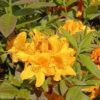 Azalea (KH) ´Goldpracht´( Azalka veľkokvetá)