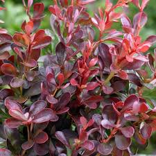 Berberis thunb. ´Atropurpurea Nana´ (Dráč thunbergov)