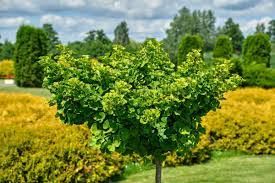 Ginko biloba ´Variegata´ (Ginko dvojlaločné) ´