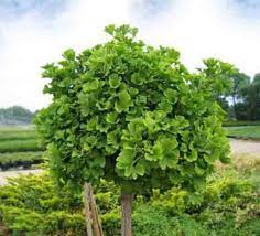 Ginko biloba (Ginko dvojlaločné)