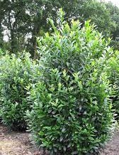 Prunus laur. ´Diana´(Vavrínovec lekársky ´Diana´)***