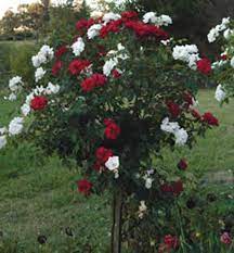 Rosa ´Mildred +Virgo´(Ruža stromková)