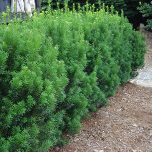 Taxus x media ´Rising Star´ (Tis prostredný) ´